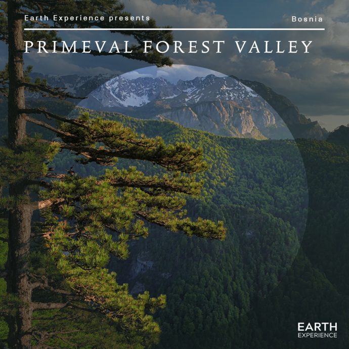 primeval_Forest_valley_album_cover